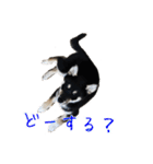 黒柴 こたろう パート2（個別スタンプ：33）