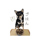 黒柴 こたろう パート2（個別スタンプ：36）