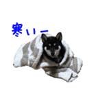 黒柴 こたろう パート2（個別スタンプ：37）