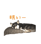 黒柴 こたろう パート2（個別スタンプ：40）