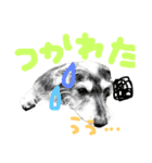 shion-san（個別スタンプ：7）