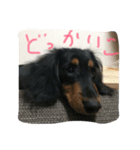 カニヘンぽん太（個別スタンプ：5）