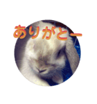 うさぎのはじめ（個別スタンプ：1）