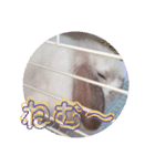 うさぎのはじめ（個別スタンプ：2）