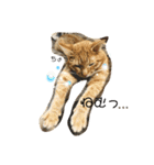 いろいろ猫ちゃん（個別スタンプ：1）