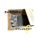 いろいろ猫ちゃん（個別スタンプ：2）
