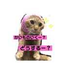 いろいろ猫ちゃん（個別スタンプ：3）