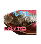 いろいろ猫ちゃん（個別スタンプ：4）