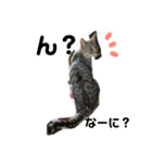 いろいろ猫ちゃん（個別スタンプ：5）