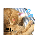 いろいろ猫ちゃん（個別スタンプ：6）