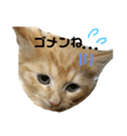 いろいろ猫ちゃん（個別スタンプ：7）