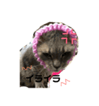 いろいろ猫ちゃん（個別スタンプ：8）