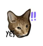いろいろ猫ちゃん（個別スタンプ：9）