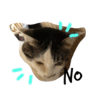 いろいろ猫ちゃん（個別スタンプ：10）