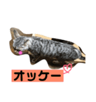 いろいろ猫ちゃん（個別スタンプ：11）