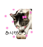 いろいろ猫ちゃん（個別スタンプ：12）