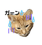 いろいろ猫ちゃん（個別スタンプ：14）