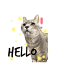 いろいろ猫ちゃん（個別スタンプ：15）