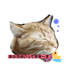 いろいろ猫ちゃん（個別スタンプ：16）