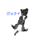 りゅうきゅうけんのあ（個別スタンプ：3）