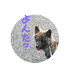 りゅうきゅうけんのあ（個別スタンプ：4）