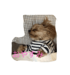 ほいっぷの一日（個別スタンプ：1）