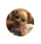 ほいっぷの一日（個別スタンプ：6）