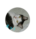靴下戦隊（個別スタンプ：3）