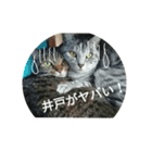 靴下戦隊（個別スタンプ：4）