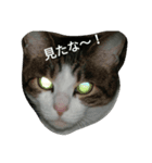 靴下戦隊（個別スタンプ：6）