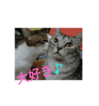 靴下戦隊02（個別スタンプ：1）