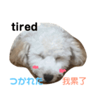 台湾、英語、日本語表示のわんこ（個別スタンプ：3）