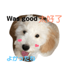 台湾、英語、日本語表示のわんこ（個別スタンプ：7）
