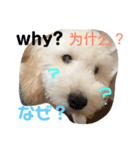 台湾、英語、日本語表示のわんこ（個別スタンプ：8）
