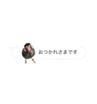吹き出し文鳥さんです。（個別スタンプ：2）