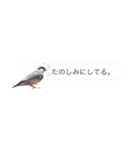 吹き出し文鳥さんです。（個別スタンプ：6）