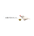 吹き出し文鳥さんです。（個別スタンプ：7）