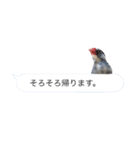 吹き出し文鳥さんです。（個別スタンプ：8）