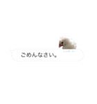 吹き出し文鳥さんです。（個別スタンプ：14）