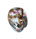 飼ってる動物をスタンプにして見ました（個別スタンプ：2）