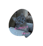 飼ってる動物をスタンプにして見ました（個別スタンプ：3）