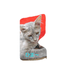 飼ってる動物をスタンプにして見ました（個別スタンプ：4）