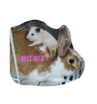 飼ってる動物をスタンプにして見ました（個別スタンプ：8）