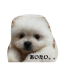ミックス犬のジロー君（個別スタンプ：1）