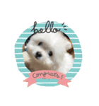 ミックス犬のジロー君（個別スタンプ：2）