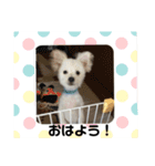 ミックス犬のジロー君（個別スタンプ：5）