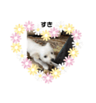 ミックス犬のジロー君（個別スタンプ：6）