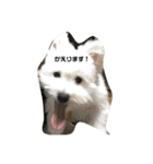 ミックス犬のジロー君（個別スタンプ：9）
