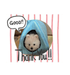 ミックス犬のジロー君（個別スタンプ：10）