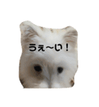 ミックス犬のジロー君（個別スタンプ：12）